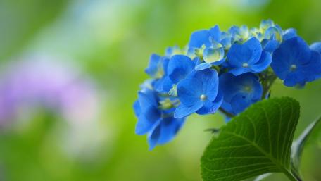 Blue hydrangea wallpaper