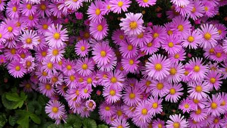 Pink aster wallpaper