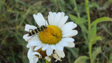 Bee on a Flower Blossom for Nature Lovers wallpaper