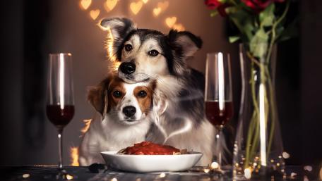 Dogs Love wallpaper