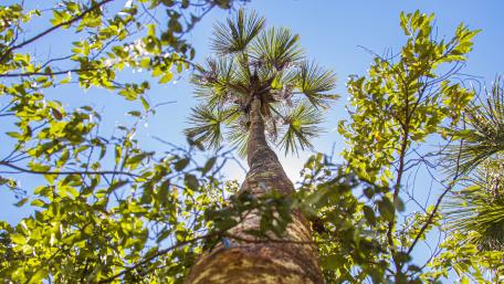 Majestic Tree from a Worm's Eye View wallpaper