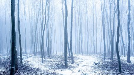 Serene Winter Forest in Foggy Silence wallpaper