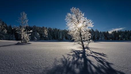 Winter Serenity in Frosted Shadows wallpaper