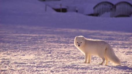 Elegant Arctic Fox in Snowy Landscape wallpaper