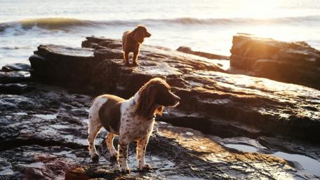 Welsh Springer Spaniels wallpaper