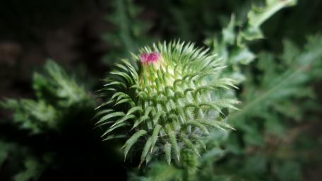 Thorny Bud of Nature's Majesty wallpaper