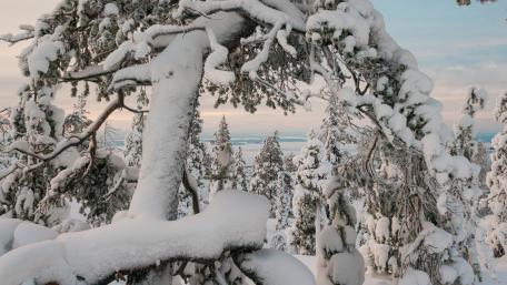 Snowy winter forest wallpaper
