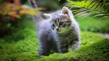 Cute Gray Kitten Exploring Greenery wallpaper