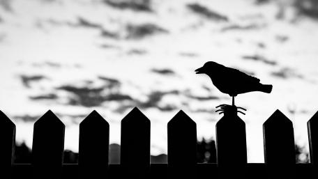 Bird on the fence wallpaper