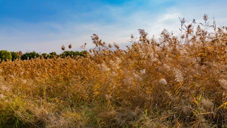 Bulrush wallpaper