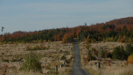 Serene Autumn Road Through Vibrant Forests wallpaper