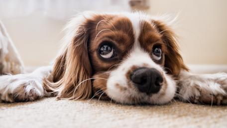 Funny Cavalier King Charles Spaniel wallpaper