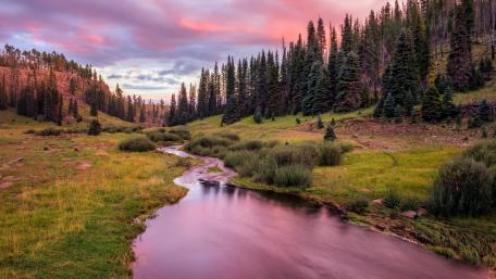 Enchanting Tranquility in Nature's Embrace wallpaper