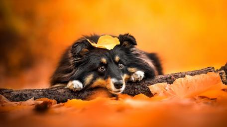 Adorable Dog Among Autumn Leaves wallpaper