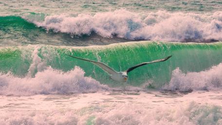 Seagull wallpaper