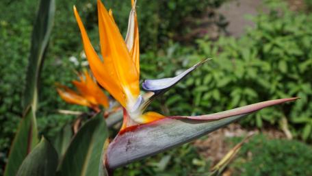 Vibrant Tropical Bird of Paradise Flower Wallpaper wallpaper