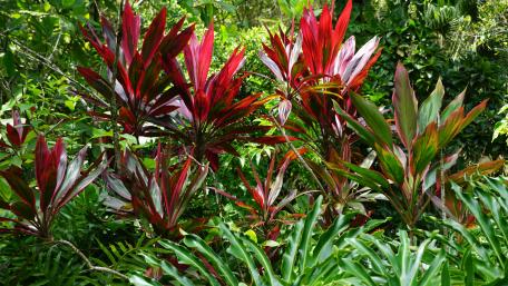 Vibrant Tropical Foliage Wallpaper wallpaper