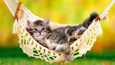 Cozy Kitten Relaxing in a Hammock wallpaper