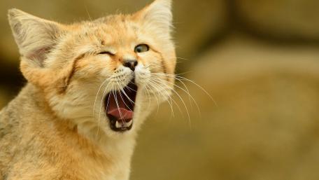 Playful Cat Caught in a Yawn Moment wallpaper