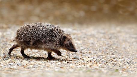 Adorable Hedgehog Strolling on Dusty Pathway wallpaper