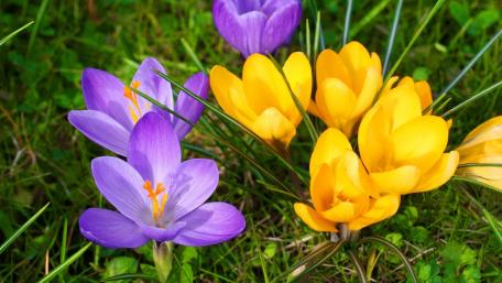 Vibrant Crocuses Blooming in Springtime Colors wallpaper