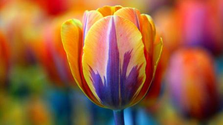 Vibrant Tulip Blossom in Full Bloom wallpaper
