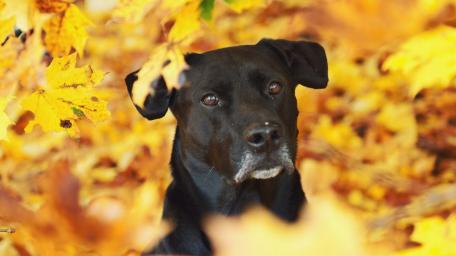 Autumn Serenity with a Black Dog wallpaper