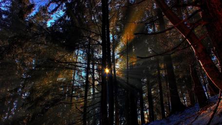 Radiant Sunrays Through a Serene Forest Scene wallpaper
