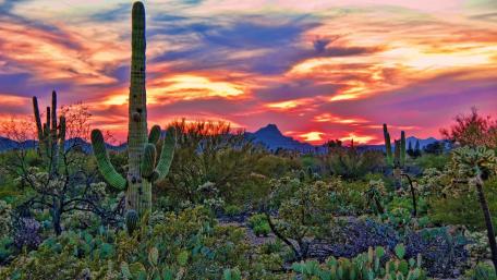 Desert Sunset with Cacti Serenity wallpaper