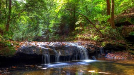 Serenity in the Forest Stream wallpaper