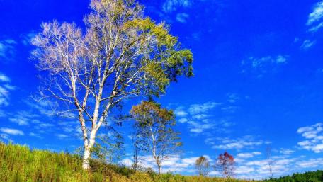 Vibrant Spring Sky View wallpaper