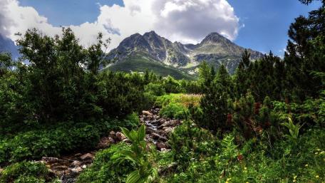 Majestic Mountains and Tranquil Creek View wallpaper