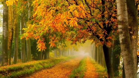 Golden Leaves Embrace the Autumn Pathway wallpaper