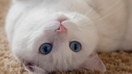 Radiant White Feline Charm wallpaper