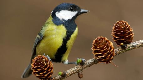 Colorful Titmouse Amidst Pine Cones in Nature Scene wallpaper