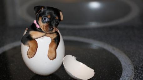 Adorable Puppy Hatching from Egg wallpaper