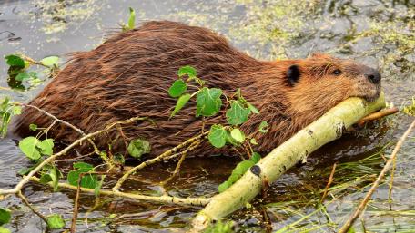 Beaver Relaxing by the Water wallpaper