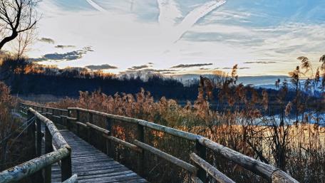 Serene Boardwalk Through Tranquil Riparian Zone wallpaper