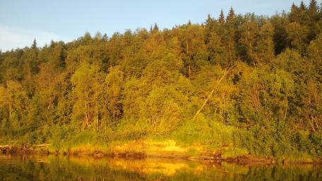 Serene Lakeside Forest at Dusk wallpaper