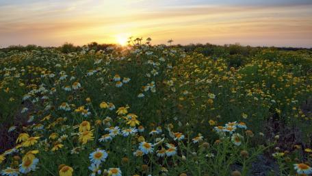 Vibrant Flower Field at Sunset wallpaper