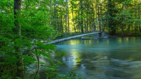 Tranquil Forest Bridge Over Calm Waters wallpaper
