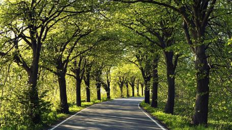 Scenic Tree-Lined Roadway in Lush Greenery wallpaper