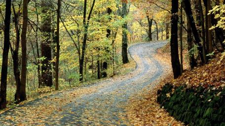 Curvy Autumn Road in a Forest Scene wallpaper