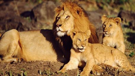Majestic Lion Family Relaxing in Nature wallpaper