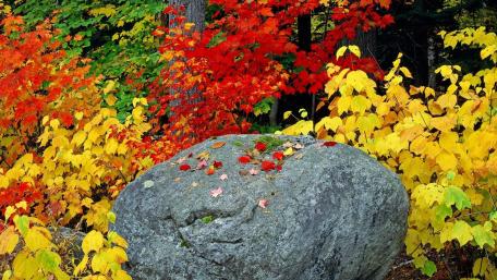 Vibrant Autumn Colors Embracing a Solid Stone wallpaper