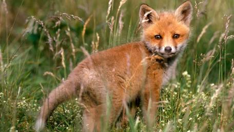 Playful Fox Cub in a Lush Meadow wallpaper