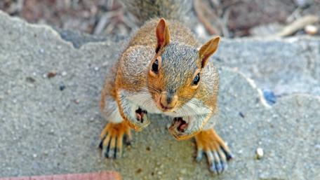 Adorable Squirrel Captured from Above wallpaper