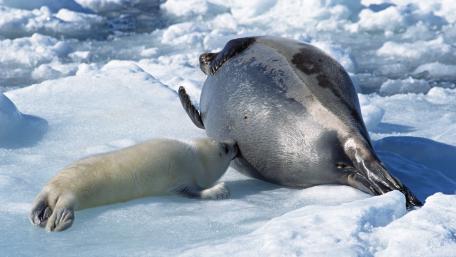 Adorable Seal Pup Bonding Moment wallpaper