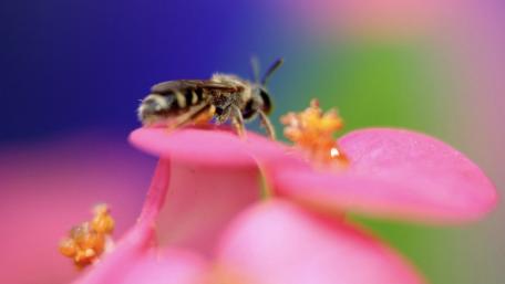 Gentle Buzz of Nature's Beauty wallpaper