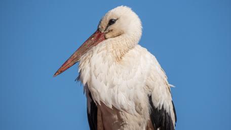 Stork wallpaper